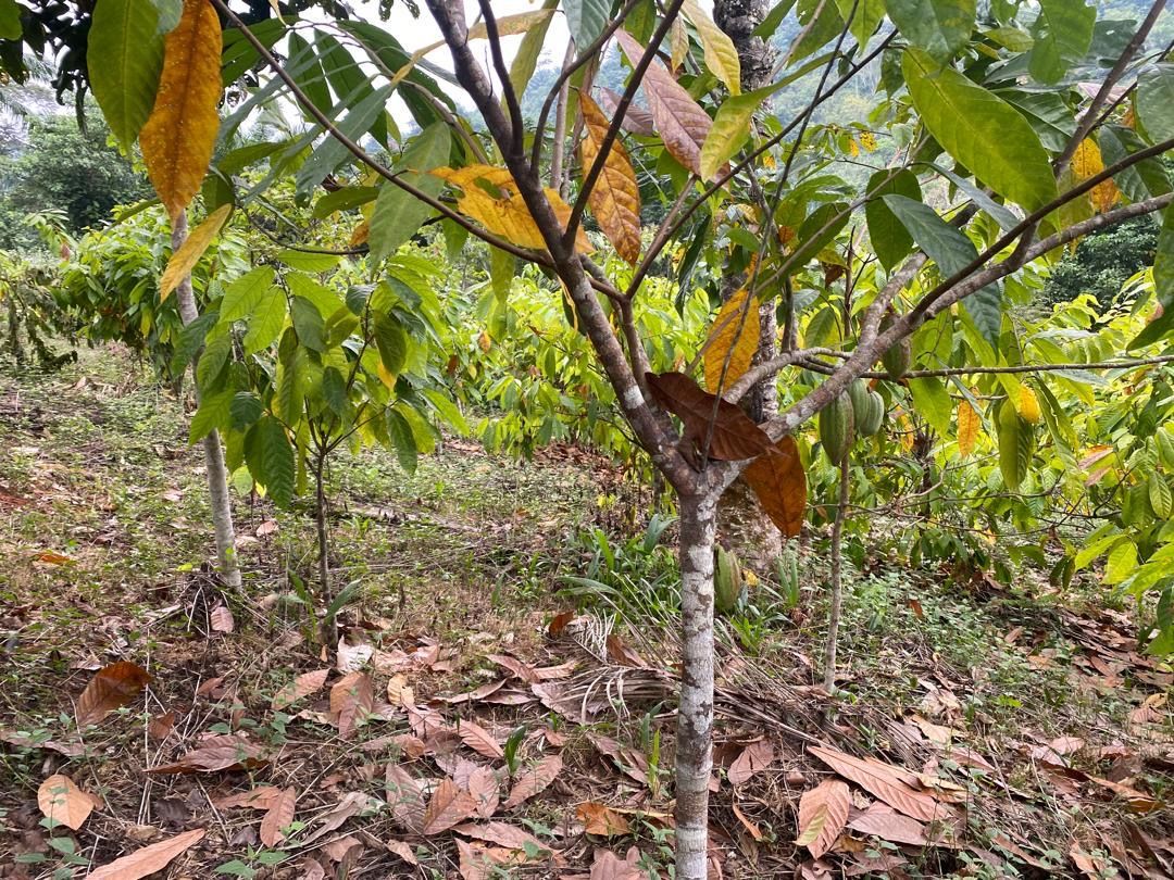 Cacaoyer chargé de cabosses, collines boisées en arrière-plan